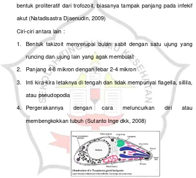Gambar 2.1 Takizoit Toxoplasma gondii 