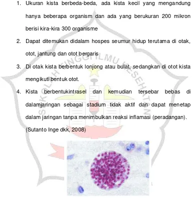 Gambar 2.2 Kista Toxoplasma gondii 