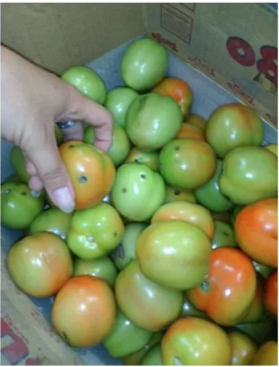 Gambar 3.  Buah tomat yang terkena hama