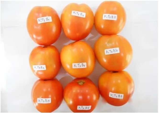 Gambar 7.  Buah tomat yang masih bisa disimpan selama 5-7 hari