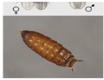 Gambar 2. Pupa Drosophilla melanogaster