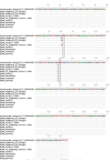 Fig. Alignment DNA sequences of CAPN3 gene in chicken