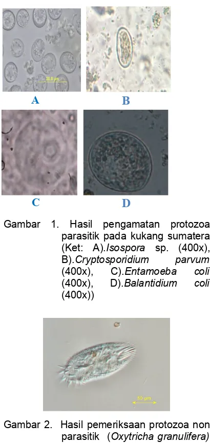 Gambar  1.  Hasil  pengamatan  protozoa