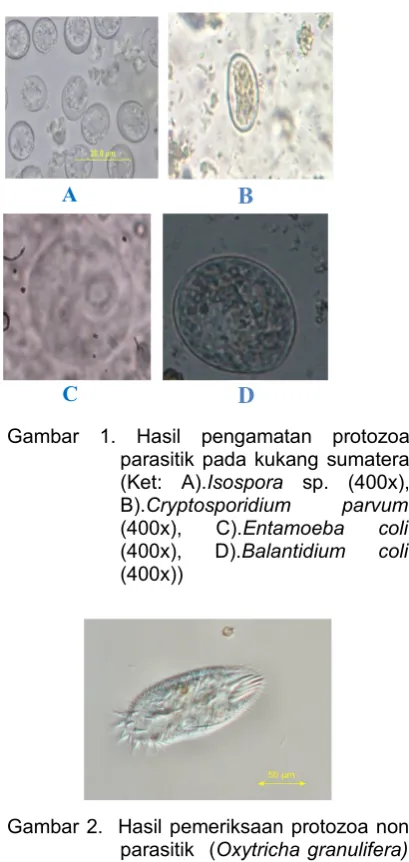 Gambar  1.  Hasil  pengamatan  protozoa