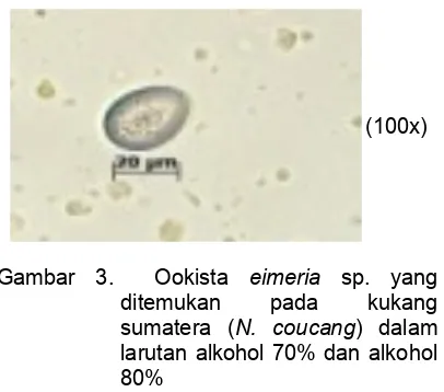 Tabel 2.  Hasil perhitungan ookista pada sampel feses kukang sumatera (N. coucang) dengan metode apung 