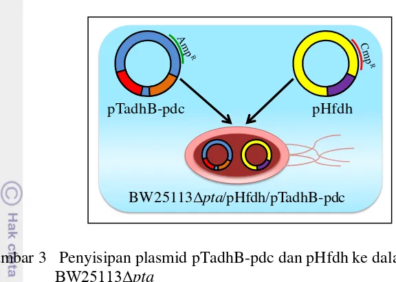 Gambar 3 Penyisipan plasmid pTadhB-pdc dan pHfdh ke dalam galur E. coli  