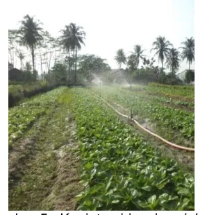 Gambar 7. Jumlah daun 