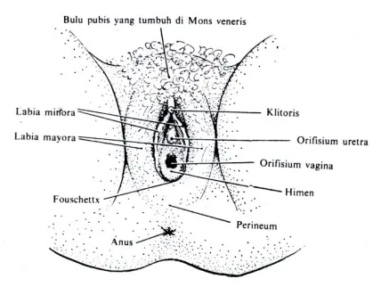 Gambar 1Alat Genetalia Eksterna