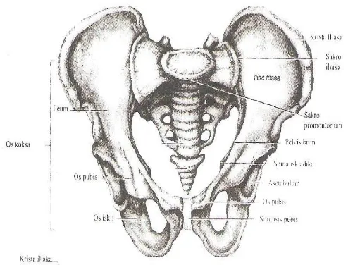 Gambar 3 Anatomi Tulang Panggul
