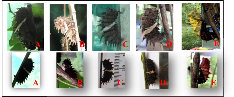 Gambar 1. Aktivitas pupasi T. helena (atas) dan P. aristolochiae (bawah), A). larva memendek, B).membuat benang, C)