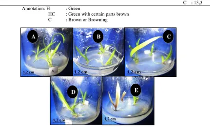 Fig. 1. Growth of S. plicata plantlets age of 4 weeks at various concentrations FA. A= 0 ppm (control), B= 10 ppm, C= 20 ppm, D= 30 ppm, and E= 40 ppm 