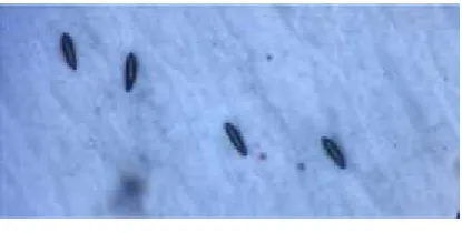 Gambar 1. Telur nyamuk Aedes sp.