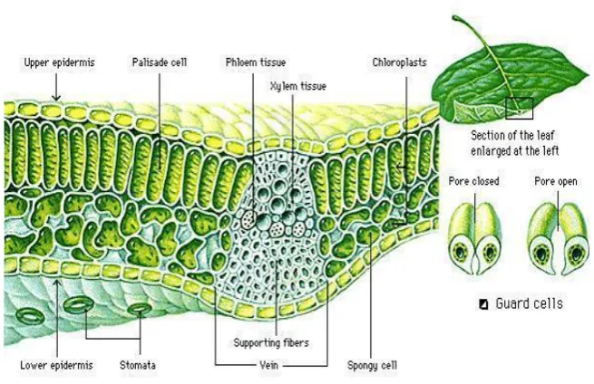 Gambar 2.3 (Struktur Anatomi Daun) 