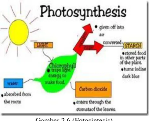 Gambar 2.6 (Fotosintesis) 