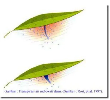 Gambar 2.7 (Stomata) 