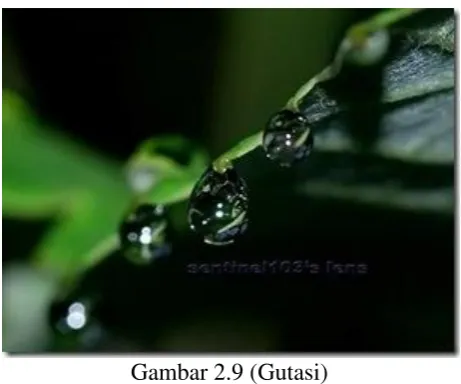 Gambar 2.9 (Gutasi) 