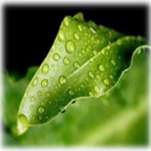 Gambar 2.1 (Gambar Daun) 