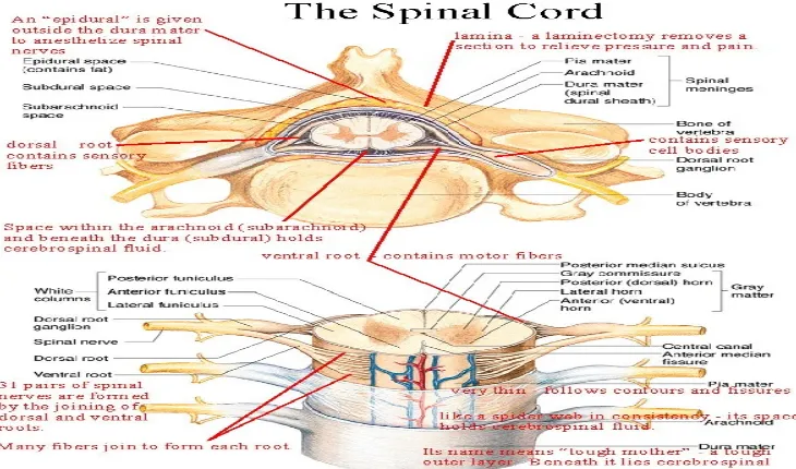 Gambar 3. Anatomi Medulla Spinalis