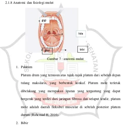 Gambar 7 : anatomi mulut 