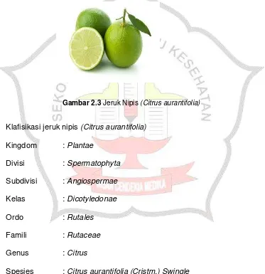 Gambar 2.3 Jeruk Nipis (Citrus aurantifolia) 