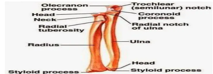 Gambar 2.6 Tulang Radius 
