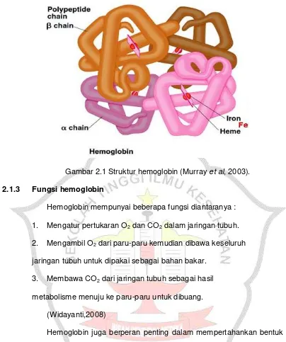 Gambar 2.1 Struktur hemoglobin (Murray et al, 2003). 