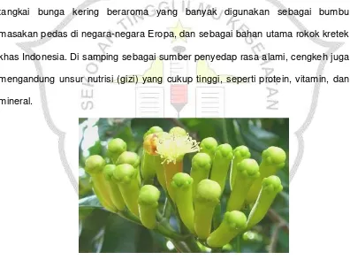 Gambar 2.1 Bunga cengkaeh (Syzygiumaromaticum) (Rukmana, Herdi., 2016). 
