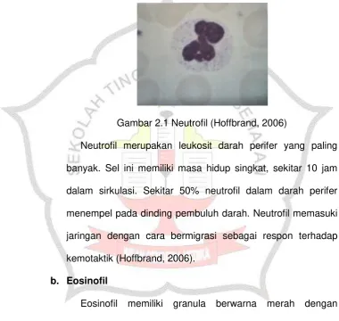 Gambar 2.1 Neutrofil (Hoffbrand, 2006) 