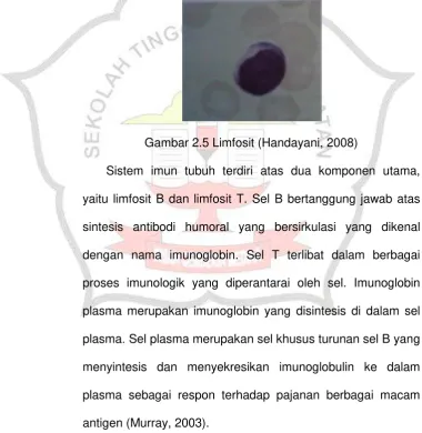 Gambar 2.5 Limfosit (Handayani, 2008) 