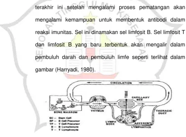 gambar (Harryadi, 1980). 