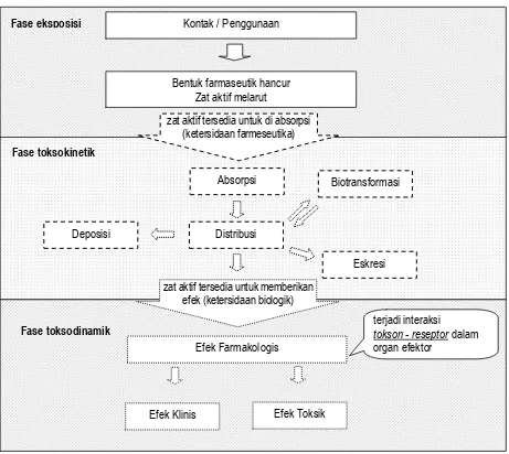 Gambar 2.1.: Deretan rantai proses pada fase kerja toksik dalam organisme secara biologik dikelompokkan menjadi: fase eksposisi, toksokinetik ”farmakokinetik”, dan fase toksodinamik ”farmakodinamik” (disadur dari Mutschler, (1999), Arzneimittelwirkungen: L