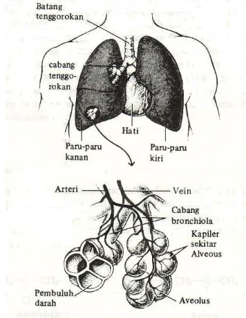Gambar 2.4: Skema saluran pernafasan manusia.  terdiri atas nasofaring, saluran trakea dan bronkus, serta acini paru-paru, yang terdiri atas bronkiol pernafasan, saluran alveolar, dan alveoli