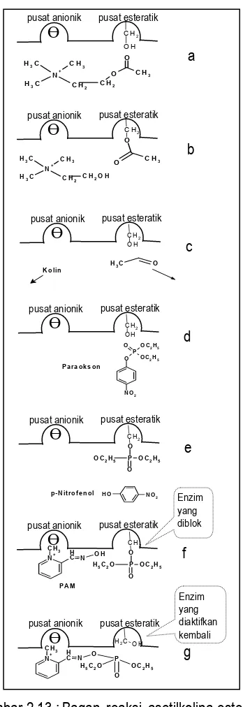 Gambar 2.13.: Bagan reaksi asetilkolina-esterase dengan asetilkolina (a, b, c) dan 