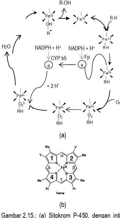Gambar 2.15.:  (a) Sitokrom P-450, dengan inti Fe pada reaksi oksidasi-reduksi pada proses metabolisme xenobiotika;  (b) Sruktur Fe-protoporfirin IX (heme b)
