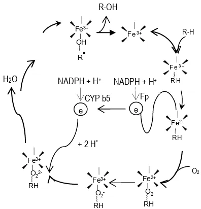 Gambar 3.2. Sistem Sitokrom P-450 (CYP-450).  Substrat R-H tertempel pada CYP-450, dengan oksigen mendapat satu elektron dari CYP-450