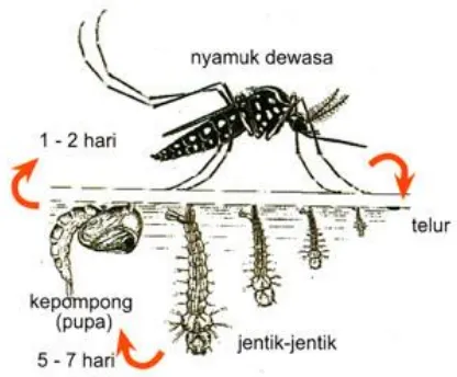 Gambar 2.2 ; Siklus Hidup nyamuk Aedes aegypti           (Hoedoyo, 2011)   