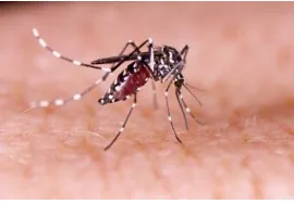 Gambar 2.6: Nyamuk Dewasa Aedes aegypti (CDC, 2011) 