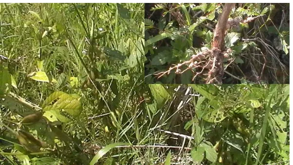 Gambar 1. Sampel tanaman kacang-kacangan berbunga kuning atau Orok-orok (Crotalaria) yang tumbuh pada jarak kurang lebih 1 Km dari tepi pantai Trisik