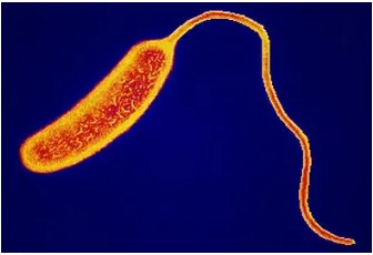 Gambar 2.3 Bakteri  Vibrio cholera (Candrawati, 2011) 
