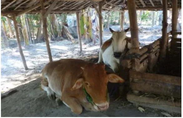 Gambar 5. Ternak sapi milik warga Tambakrejo