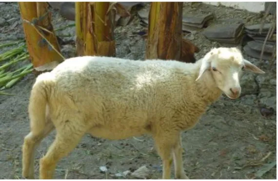 Gambar 6. Ternak domba milik warga di Desa Kalisumber, Kecamatan Tambakrejo.