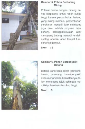 Gambar 5. Pohon Berbatang