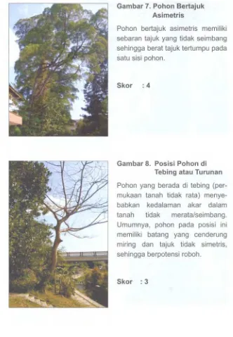 Gambar 7. Pohon Bertajuk