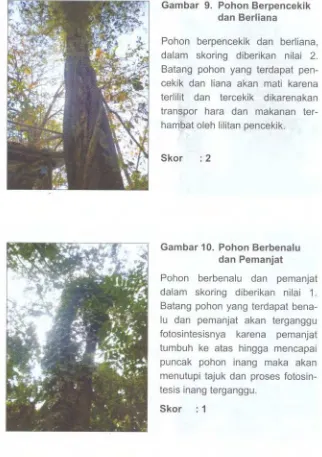 Gambar 9. Pohon Berpencekik