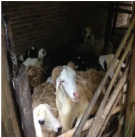 Gambar 3.3. Ternak kambing dikembang-biakan masyarakat Desa Argorejo.
