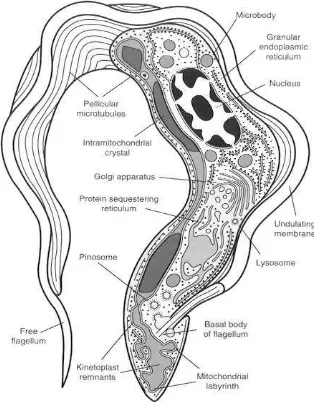 Gambar 6. Morfologi Trypanosoma evansi (Schmidt dan Roberts, 2009)