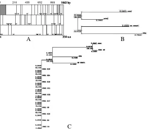 Figure 2. (After Semiarti and STM. E2-24 are the isolated clones of cDNAs. Only E6 clone has 100% sequence identity to gene counterparts, that shows 74% identity to  Structure and Evolutionary trees of POH1 gene
