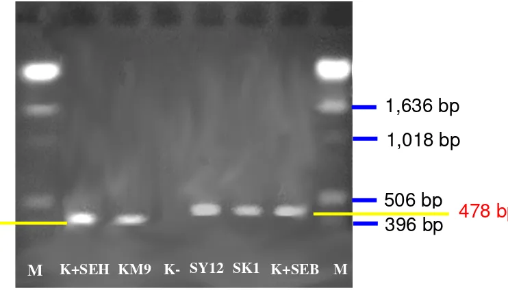 Gambar 2. Analisis gen seh pada 375 bp dan seb pada 478 bp. K+SEH (kontrol positif seh), KM9 (kulit manusia), K- (kontrol negatif), SY12 (susu segar), SK1 (susu kemasan), K+SEB (kontrol positif seb), M (Marker DNA, Invitrogen)  