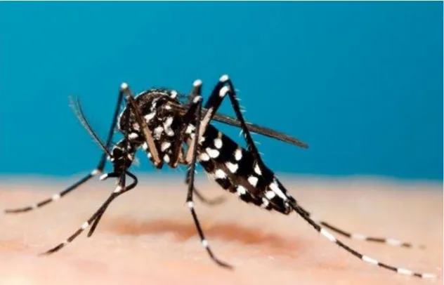 Gambar 2.1 Nyamuk dewasa Aedes aegypti (Sari,2017).