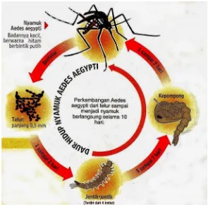 Gambar 2.5 Daur hidup Nyamuk Aedes aegypti (DBD alert, 2017).